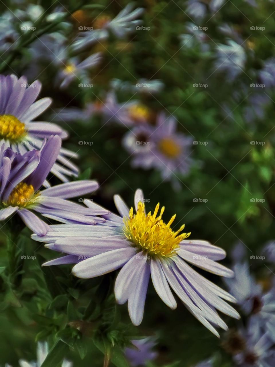Macro photo of a flower growing in the garden