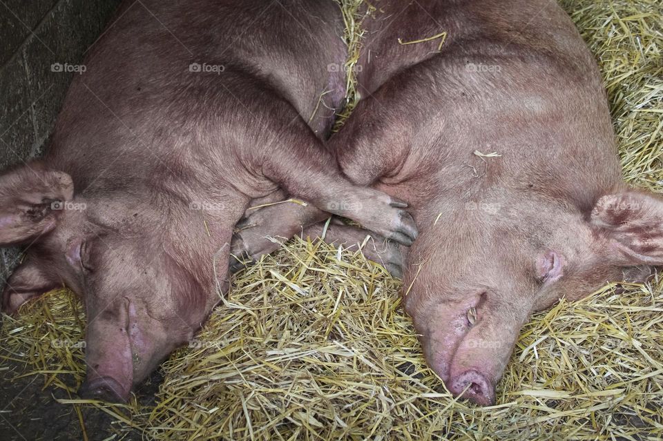Two happy pink pigs snuggle up for a snooze in the hay