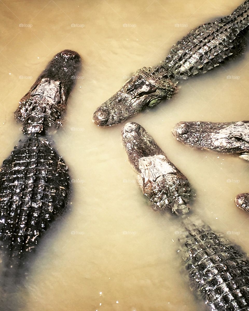 Alligators waiting to be fed in a pond at a wildlife park in Florida