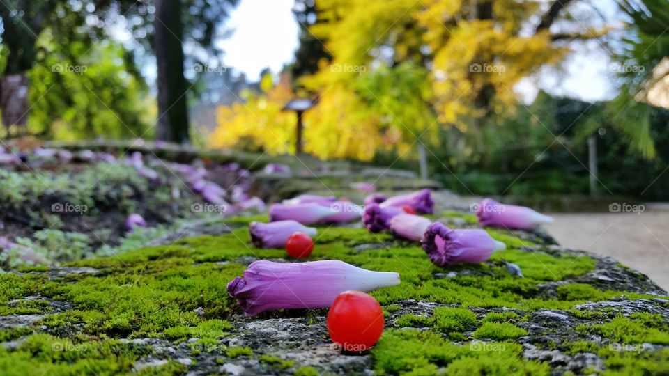 Colorful flowers&wild fruits