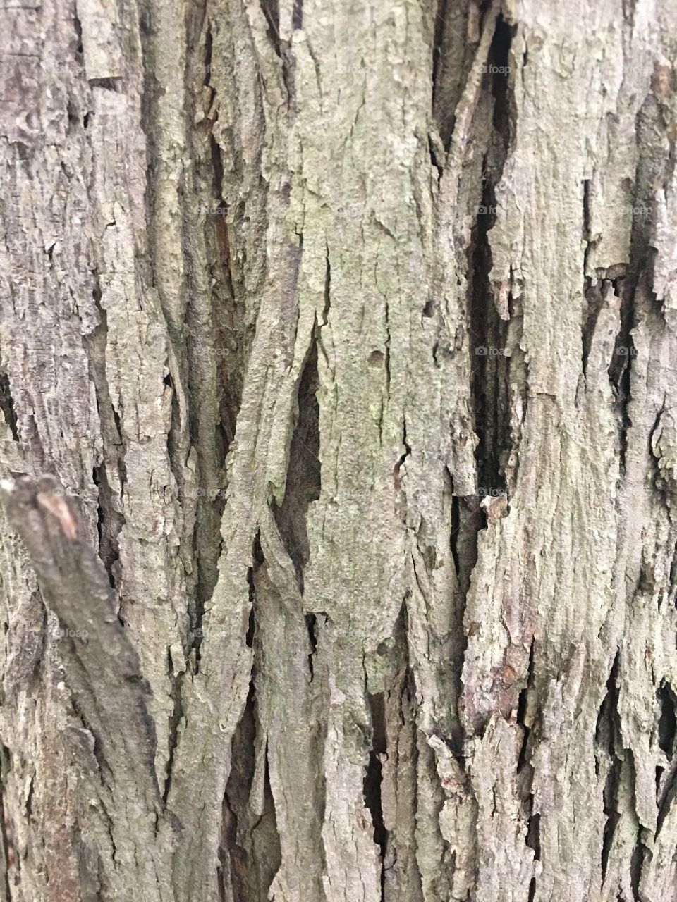 Hickory bark
