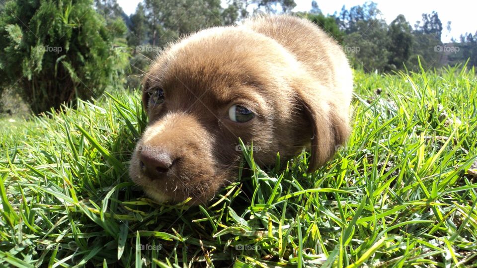 Baby dog looking at you