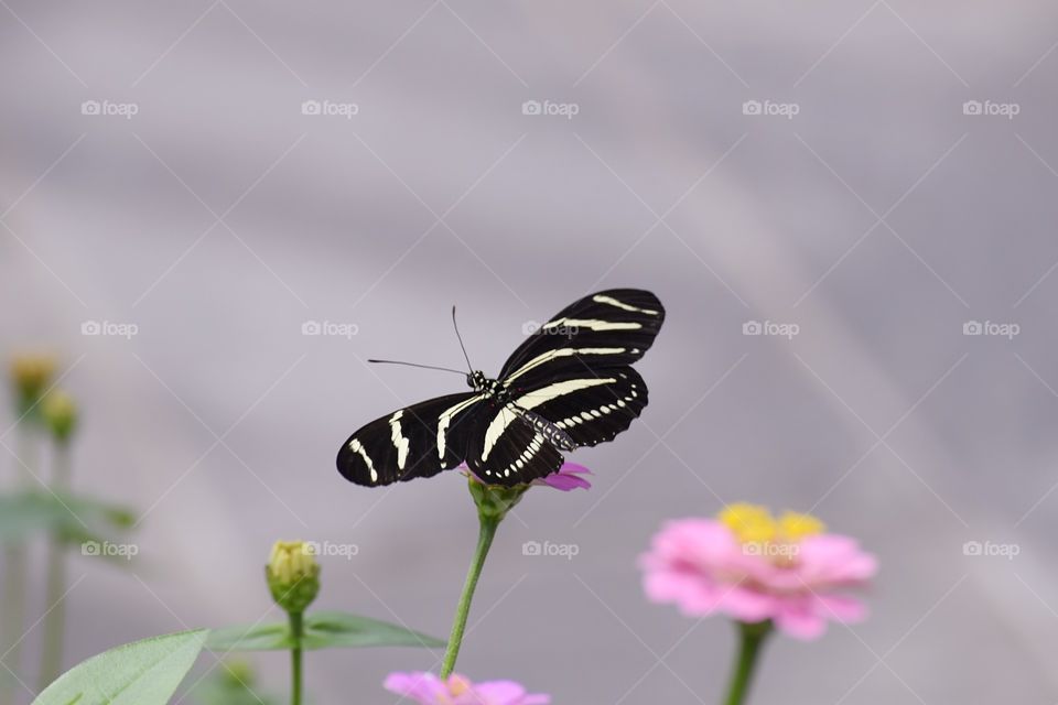 Wings of butterfly on the flower