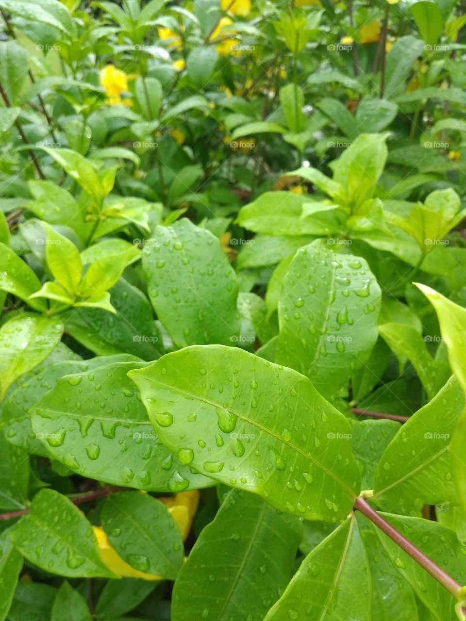 green leaves in rainy drop