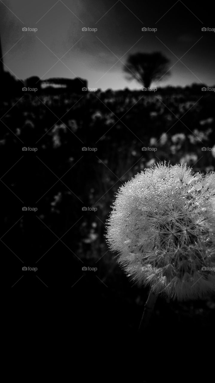 dandelion