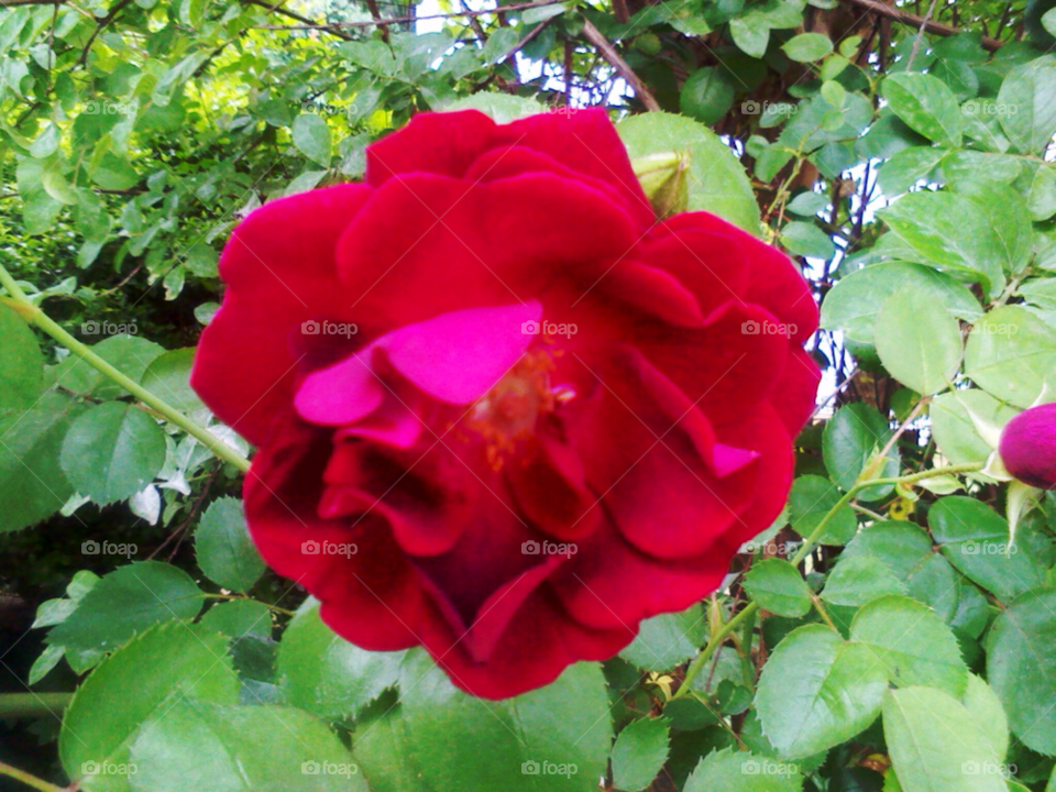 rose bush red rise by briwnskin371