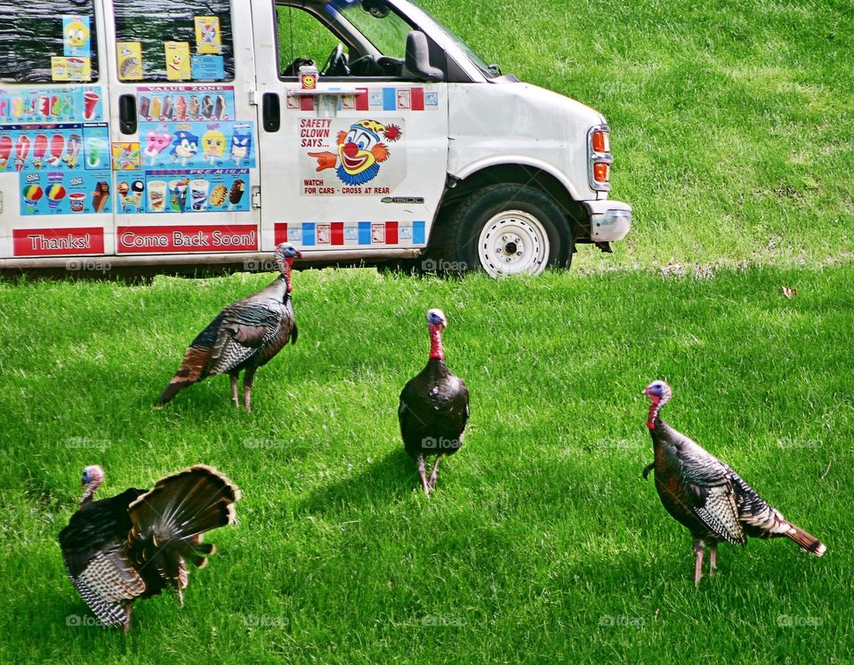 Three turkey hens and a Tom chased an ice cream truck up the street, gobbling all the way. 