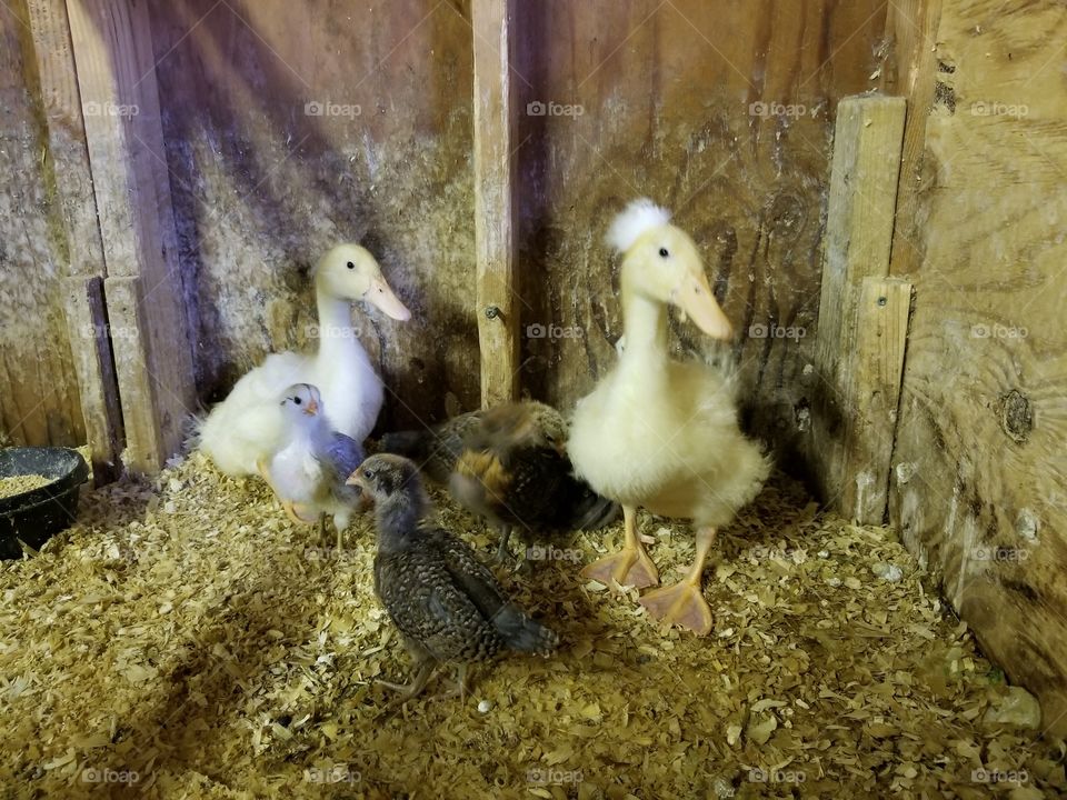 Baby ducks and chickens