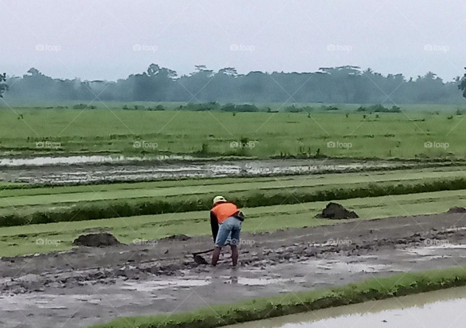 A view of ricefield