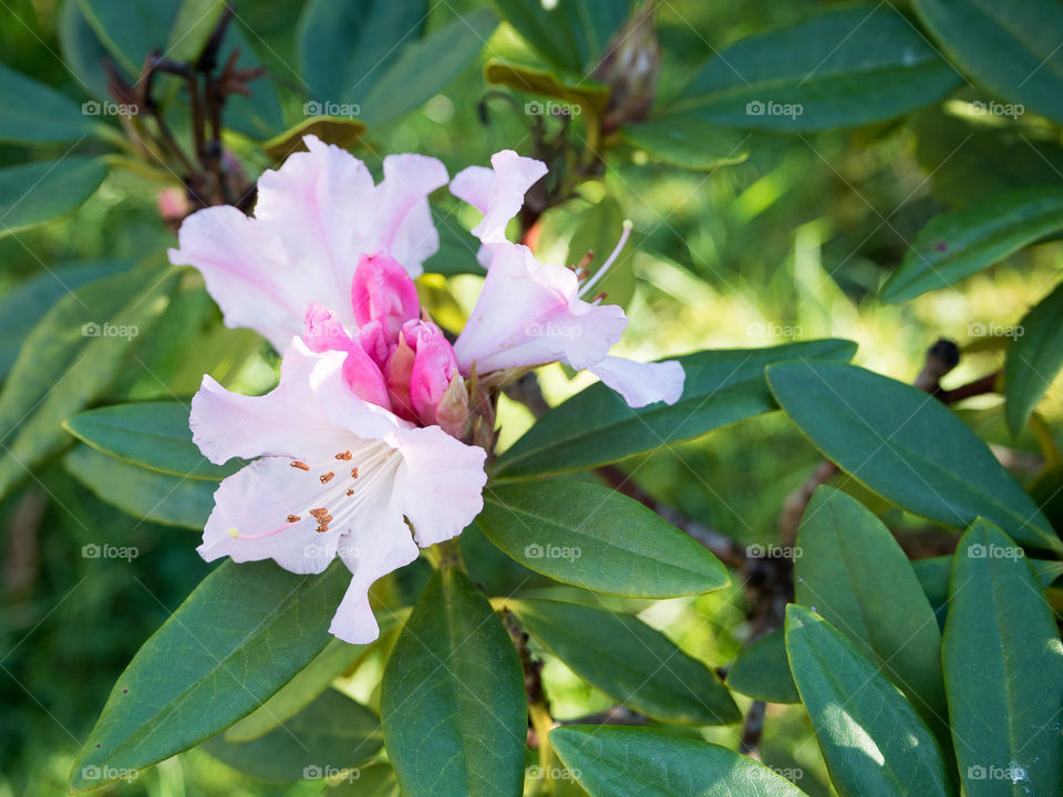 First spring blossoms