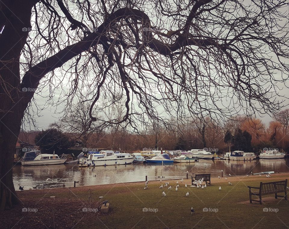 House boats on a river