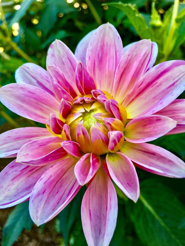 Vibrant Autumn 