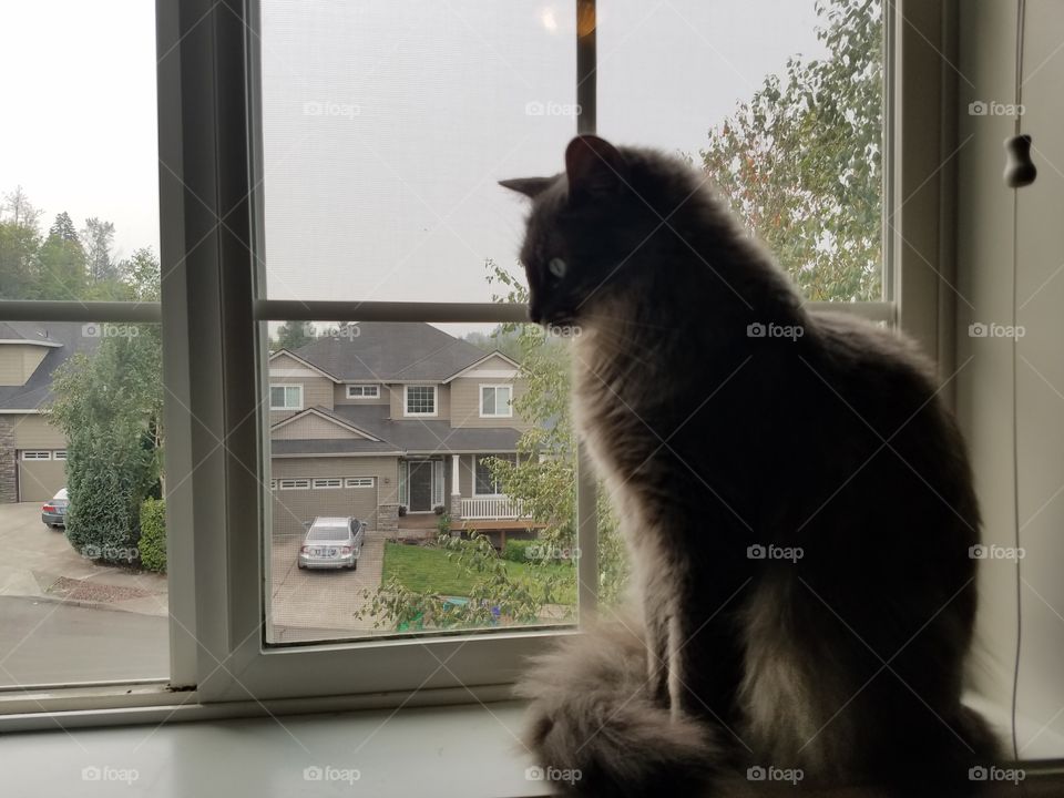 Cat in the window.