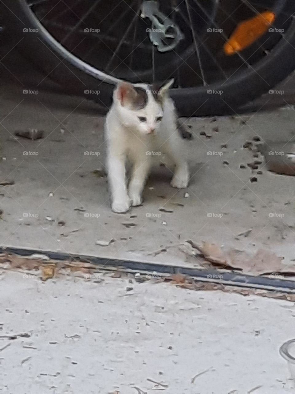 young kitten and bicycle in a shed