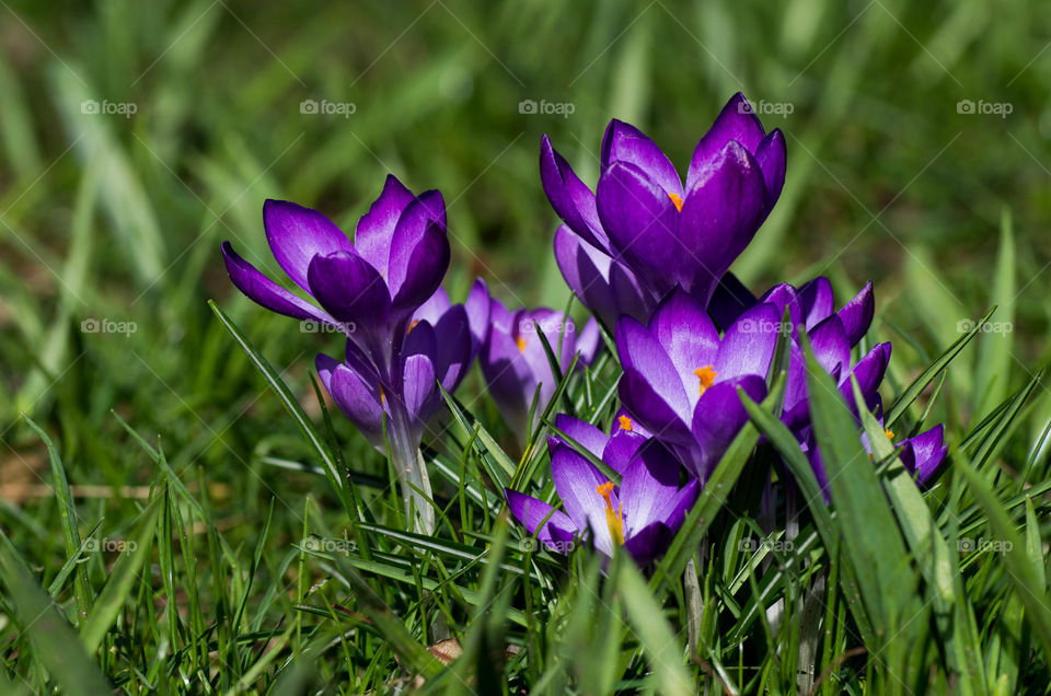 Crocus flowers during early spring season