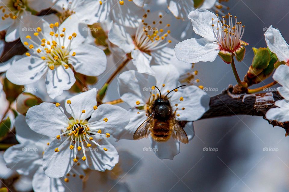 Plum tree blooming and a bee