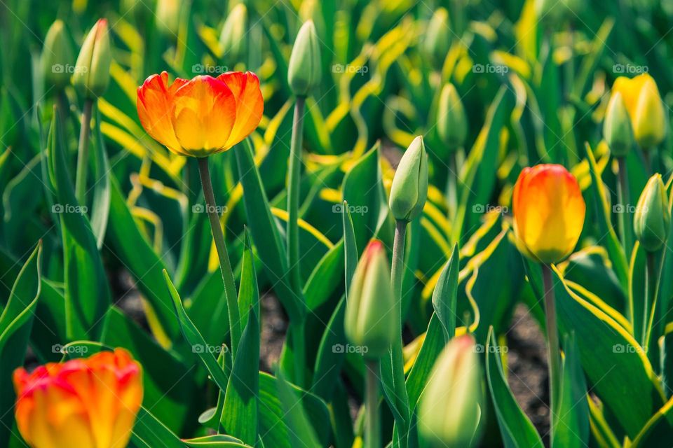 Beautiful red and yellow tulips flower