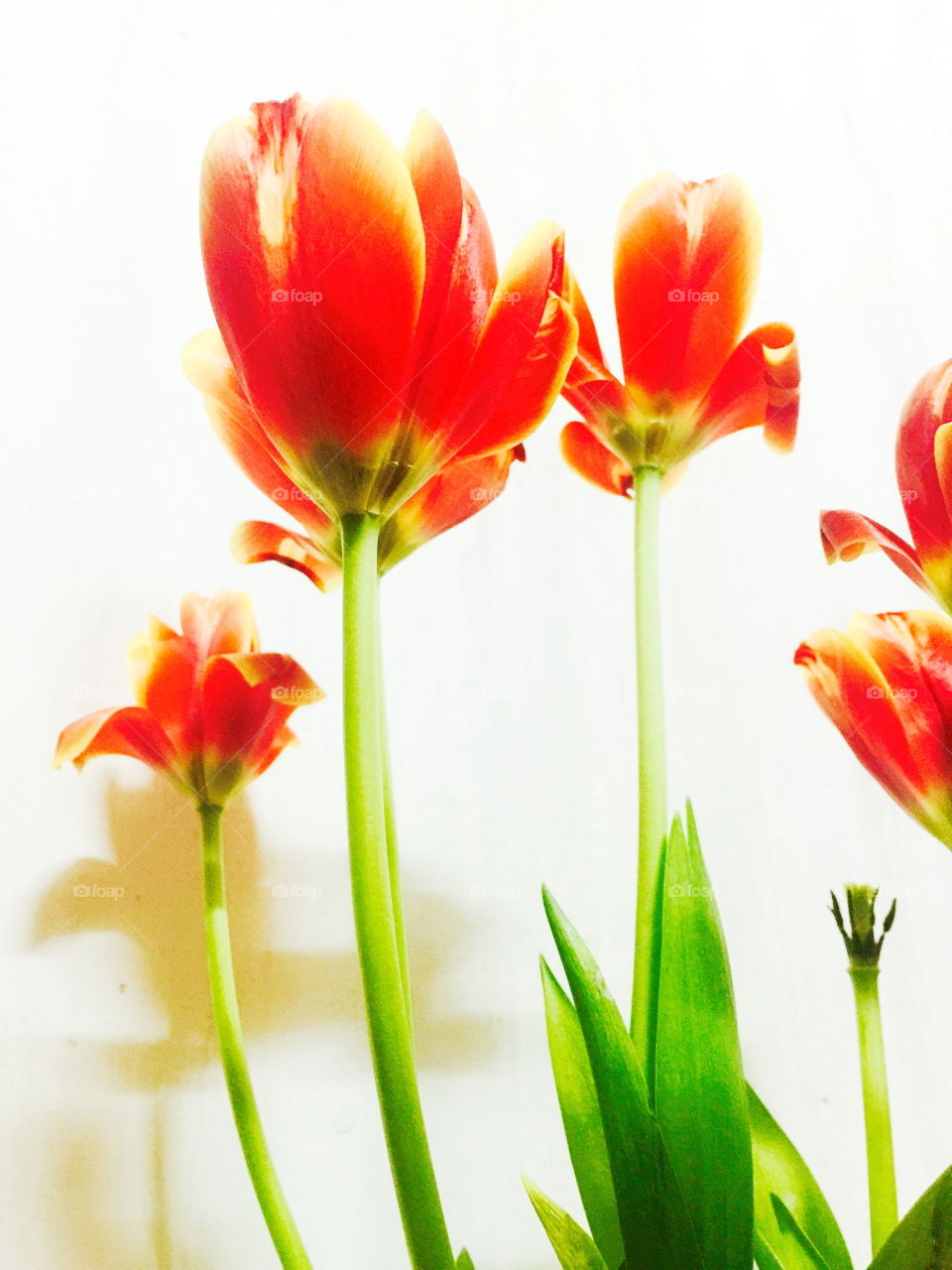 The tulip close up 