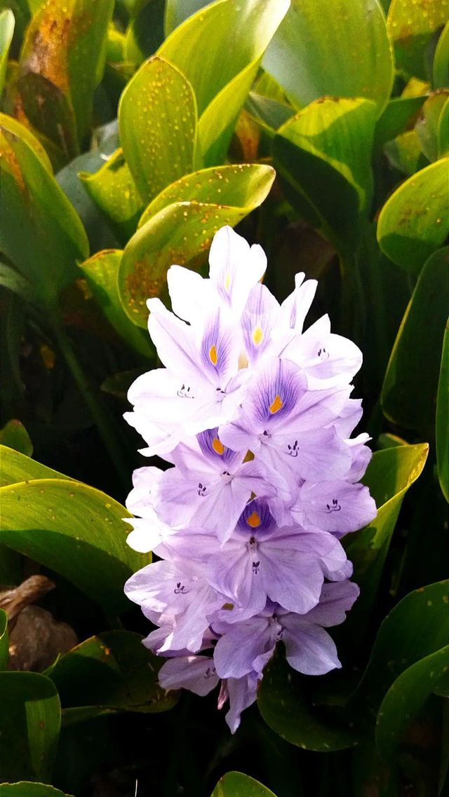 water plants