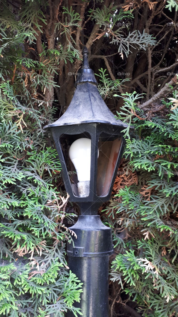 Broken Lamp Amongst Cedars