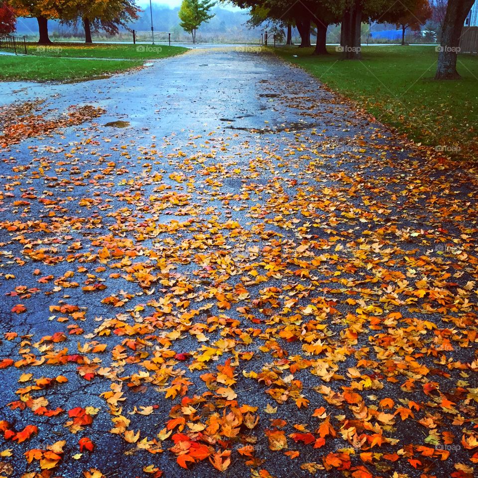 Autumn road 