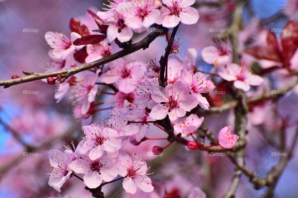 Close-up of pink flowers