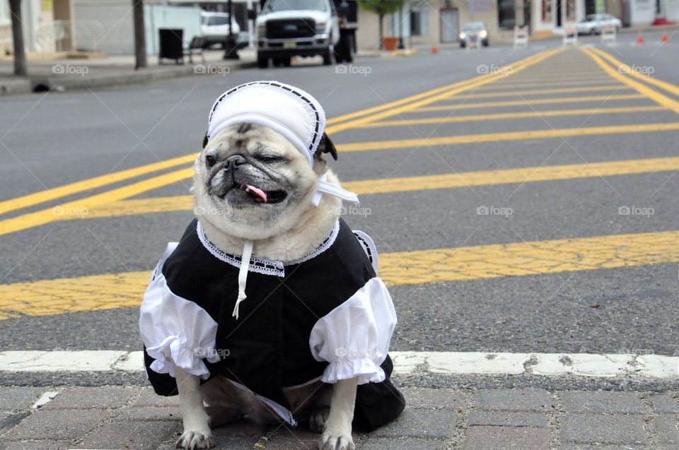 Pug Maid