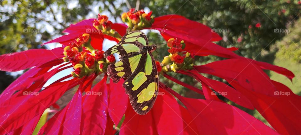 Malachite butterfly