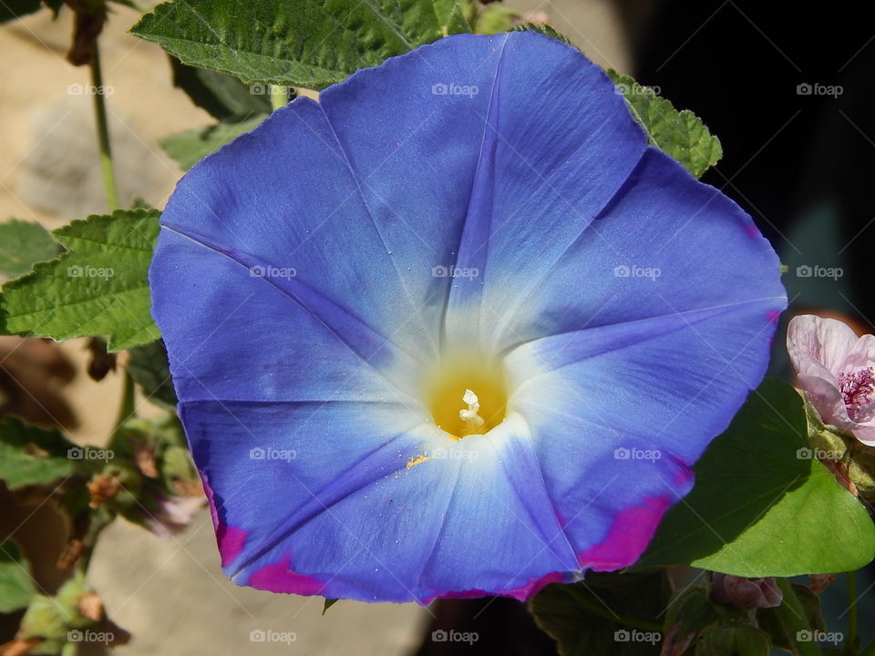 Vision Flower. Blue Third Eye