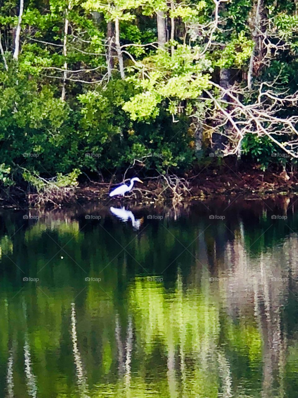 Florida wildlife, beautiful bird by the lake.
