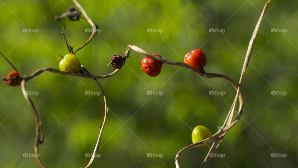 Red nightshade