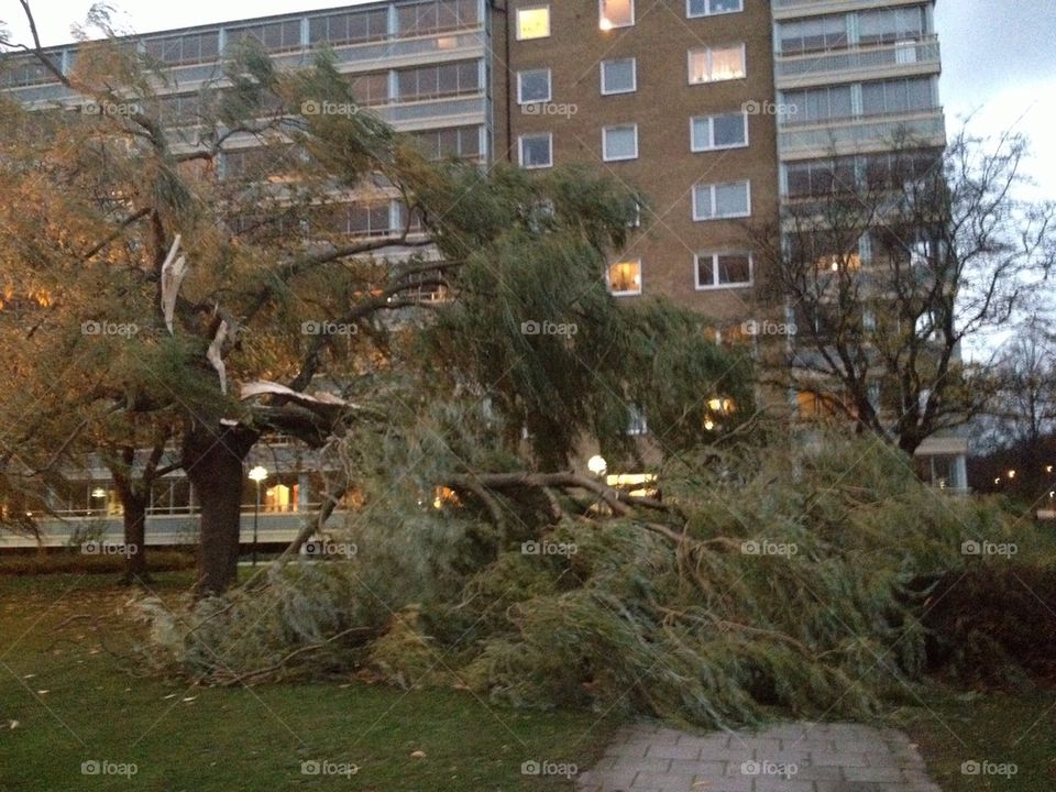 Storm Simone in Sweden. Broken tree in Malmö.