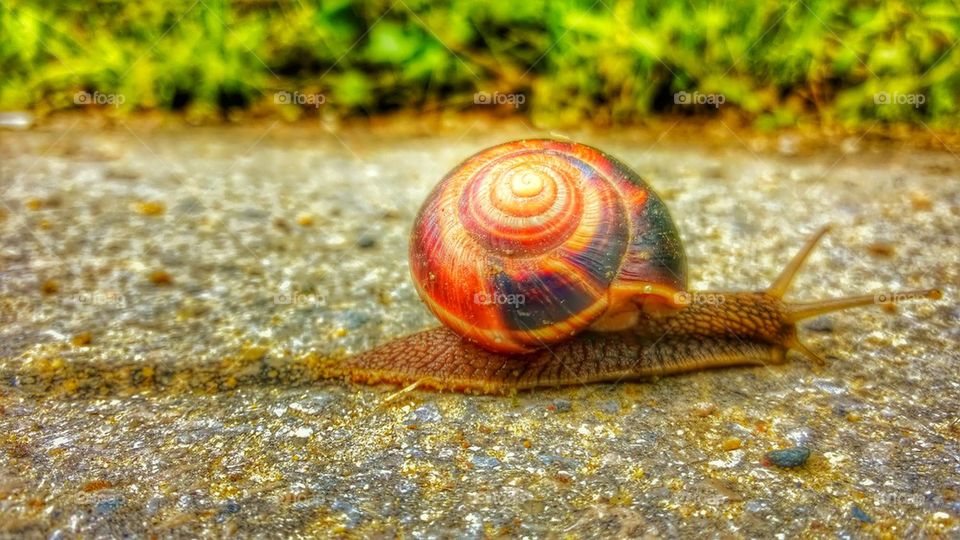 snail, Bulgaria, slow, slowly, step, slug, slime, shell,