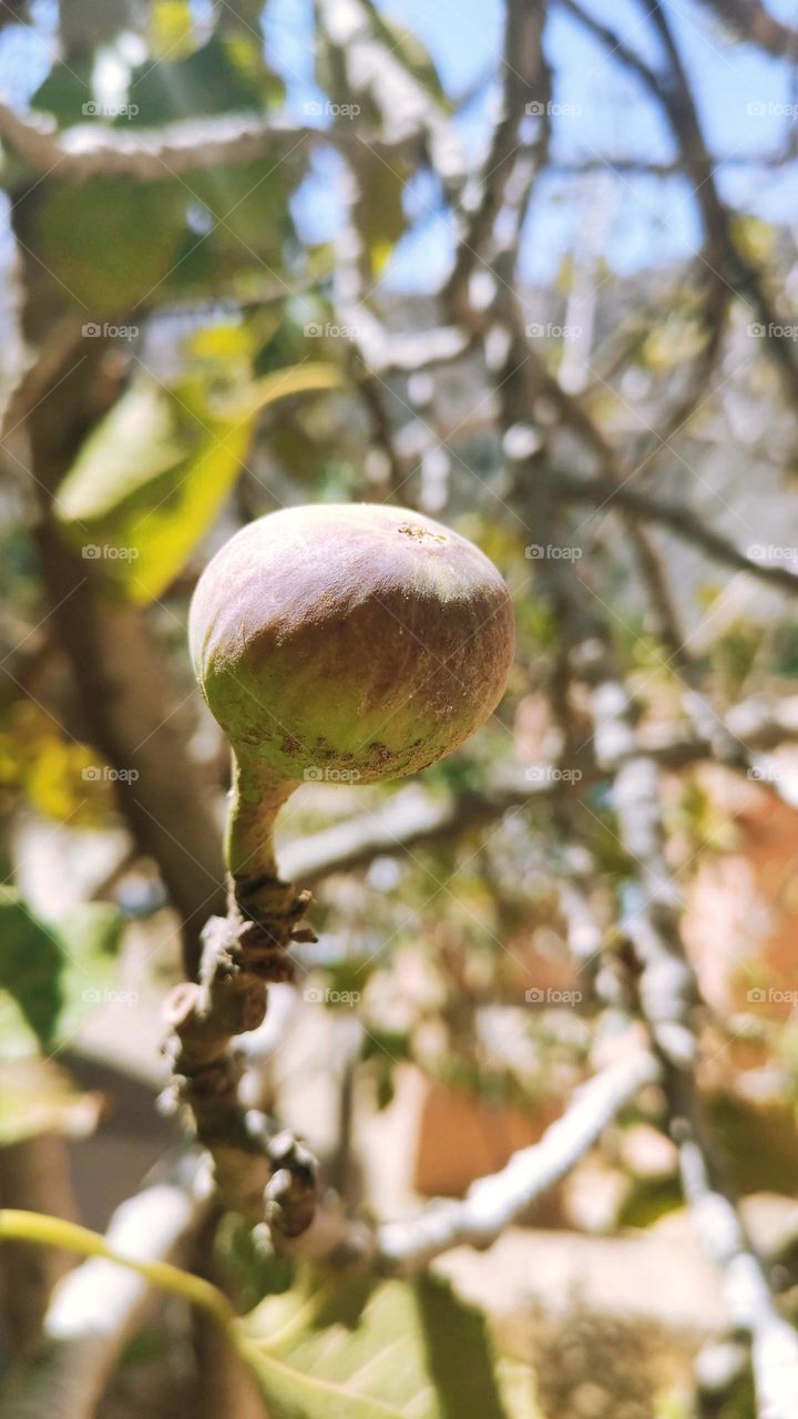 Fig