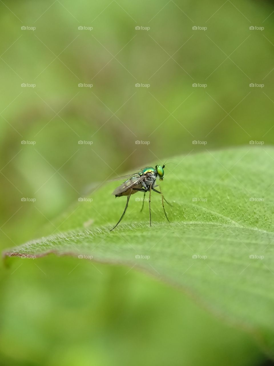 Golden-green fly is trying to camouflage above the leaf.  Unfortunately the photographer knows!