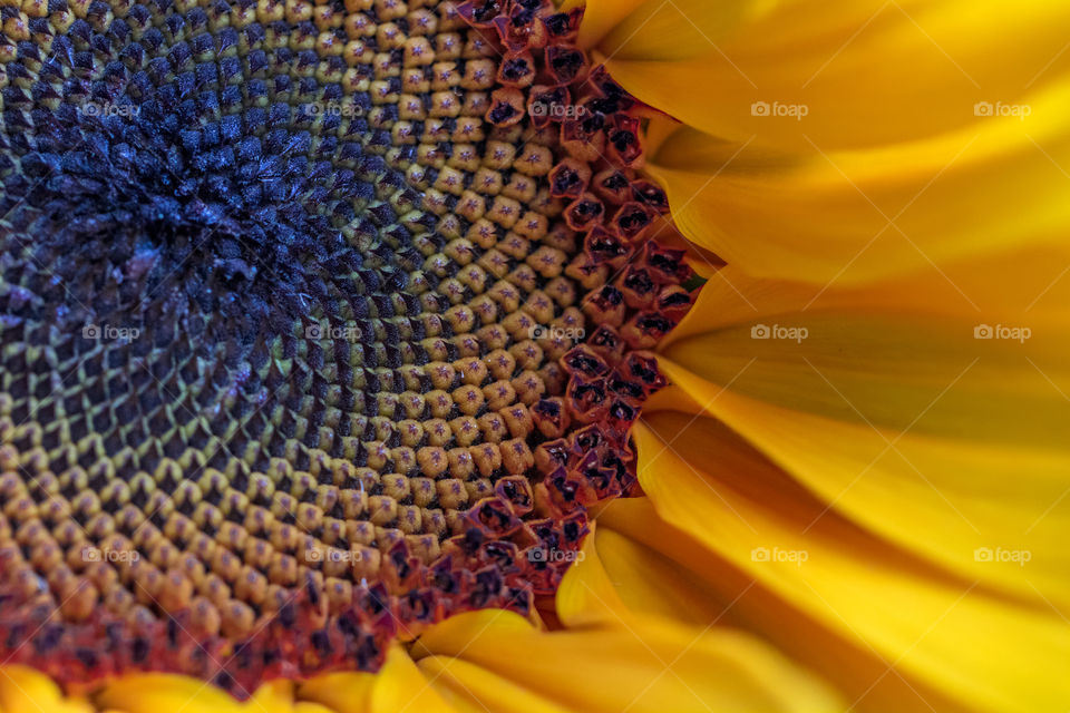 Sunflower with the macro lens 