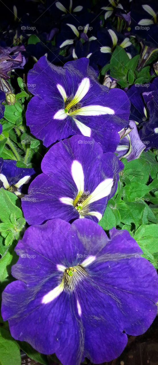 Purple flowers blooming outdoors