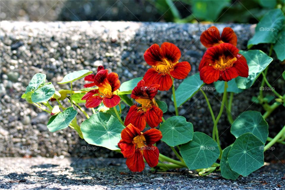 Nasturtium flower