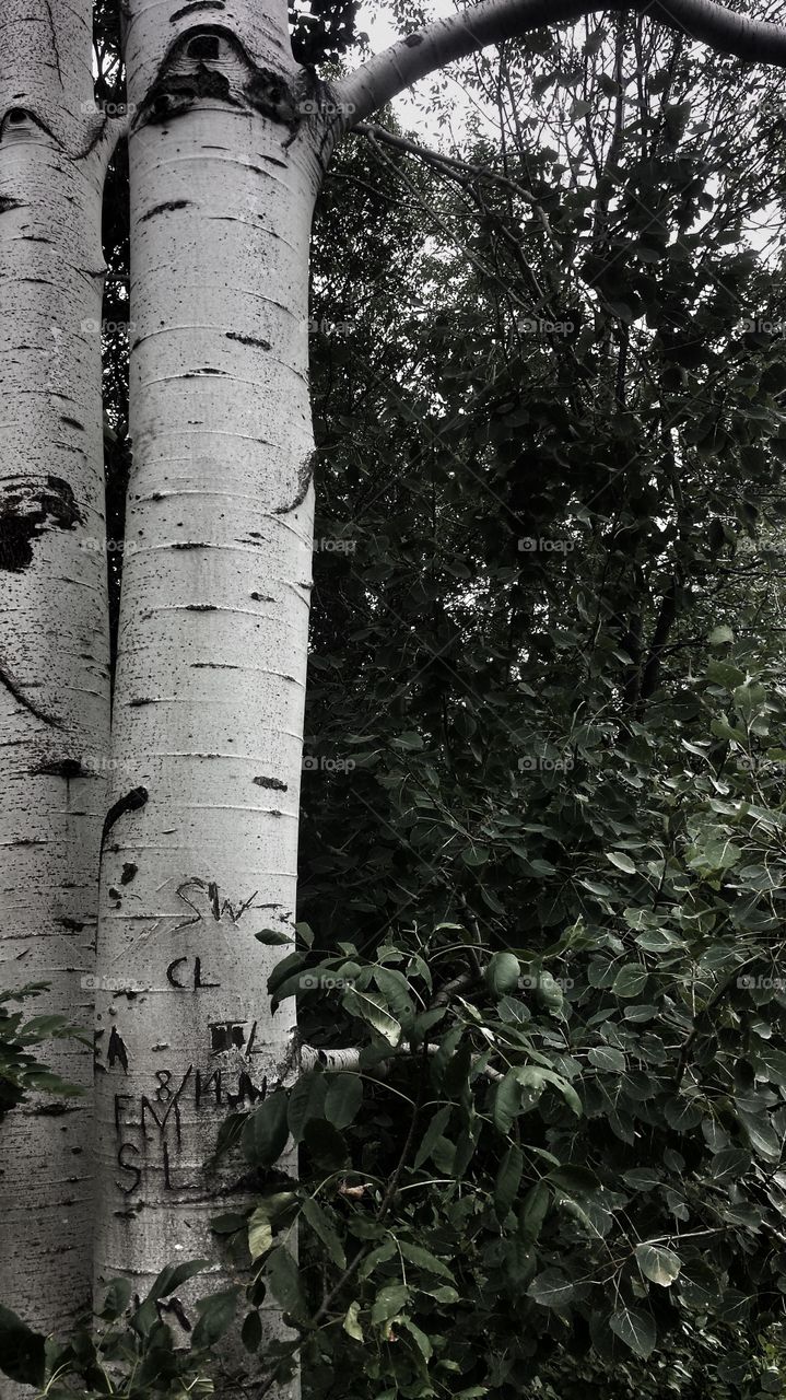 Birch Tree