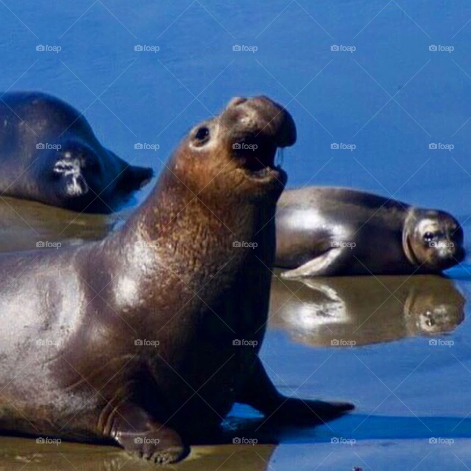 Elephant Seals