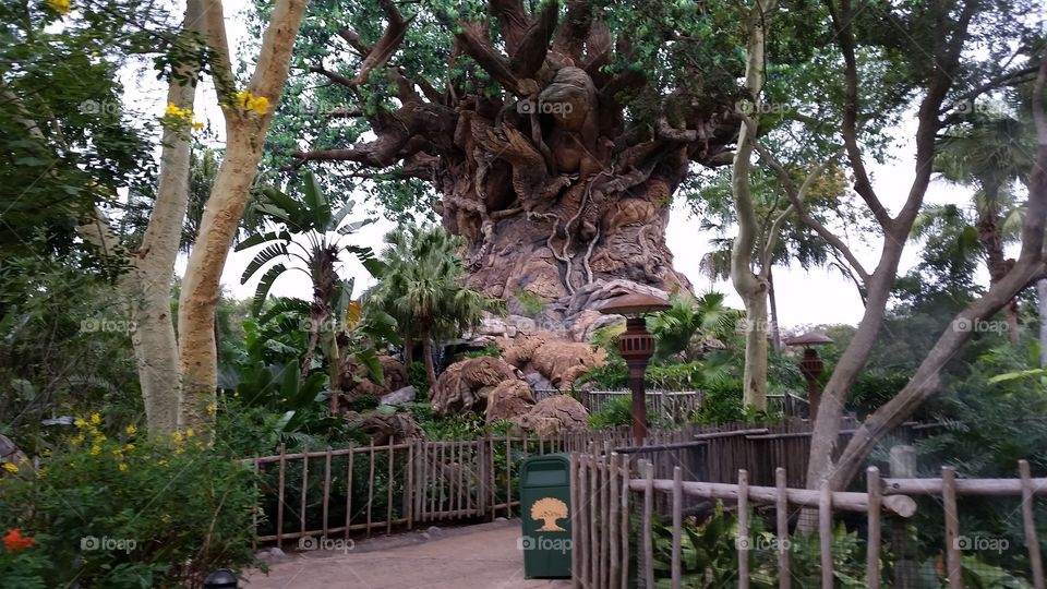 animal kingdom tree