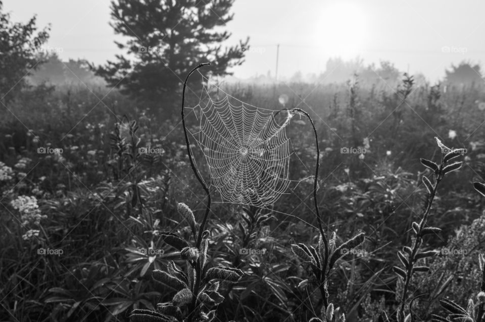Spiderweb on the field in the morning