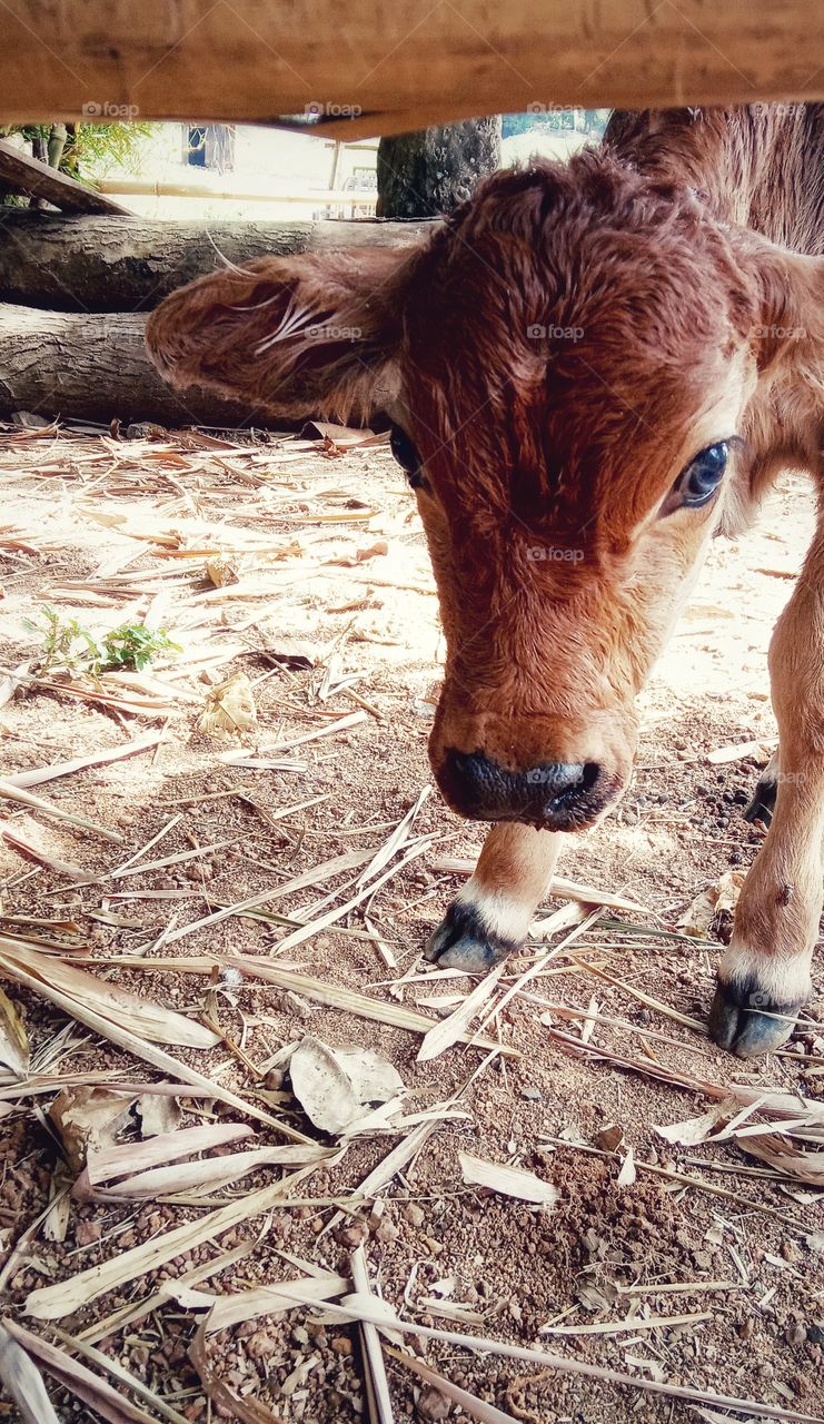 New born calf, India
