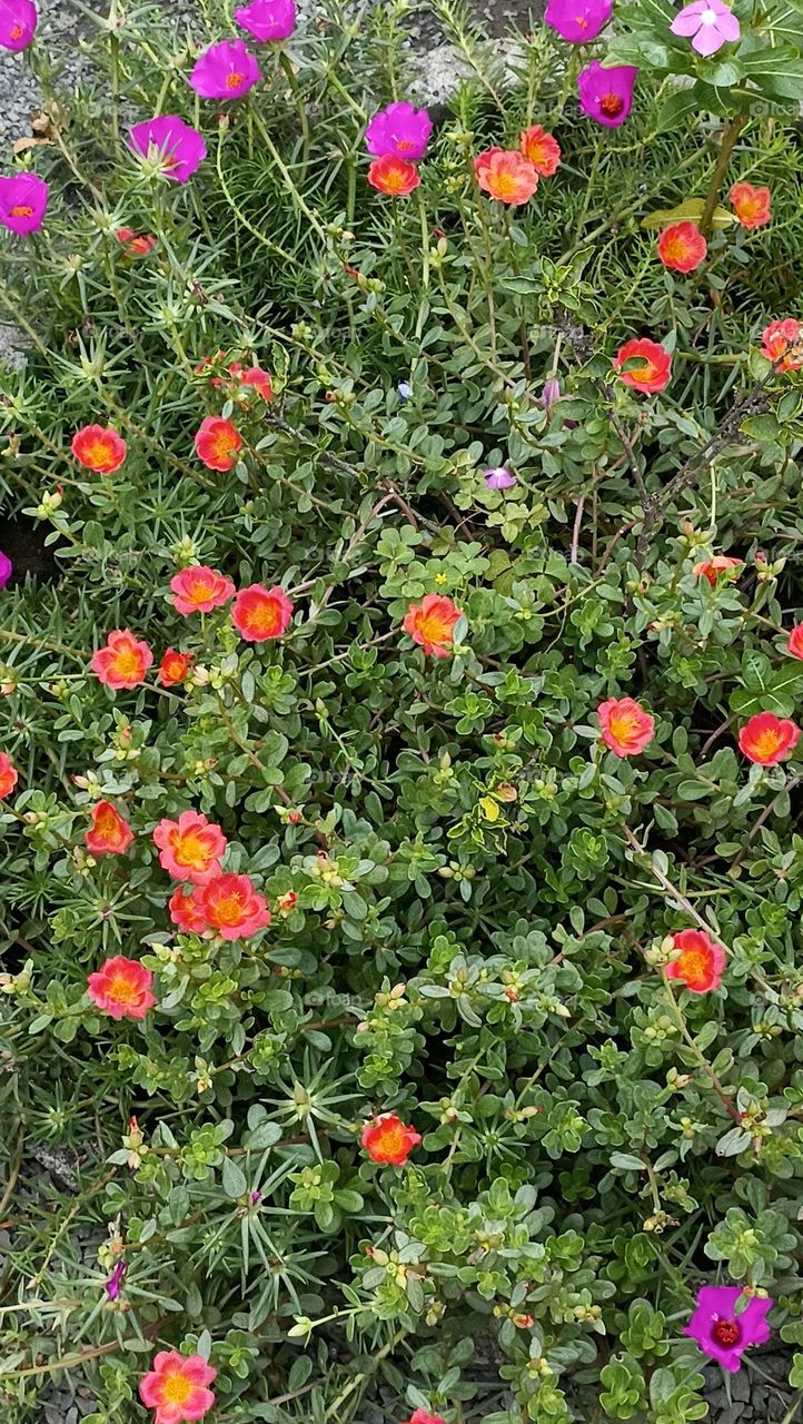 beautiful bed of complementary colors undar  sky