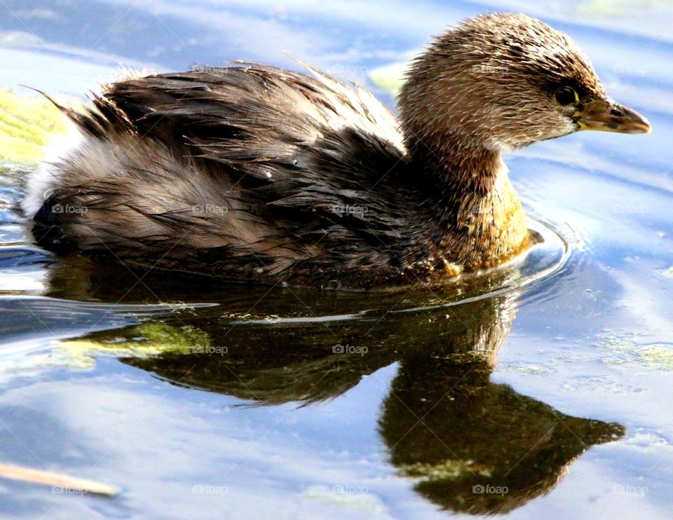 Pied Billed Grebe in Lake
