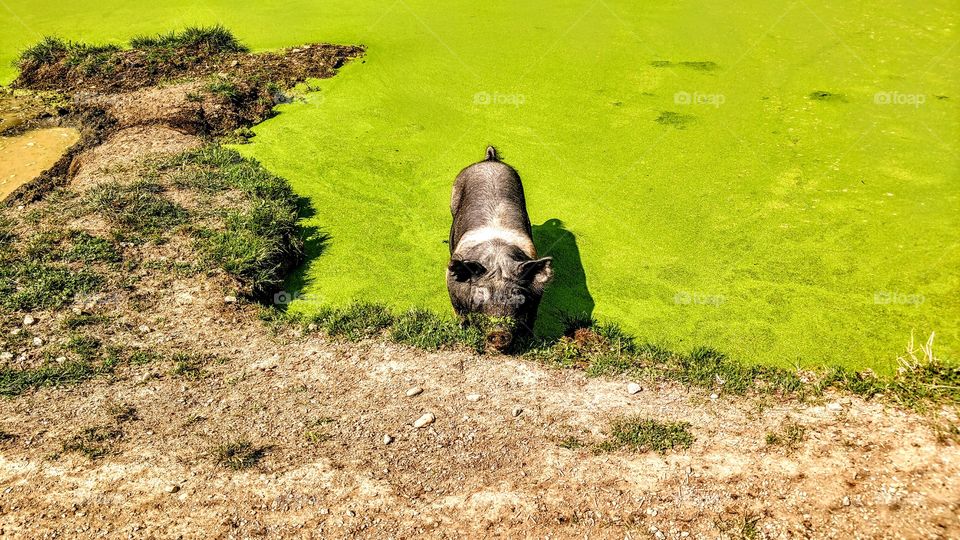 pig in a green mossy pond