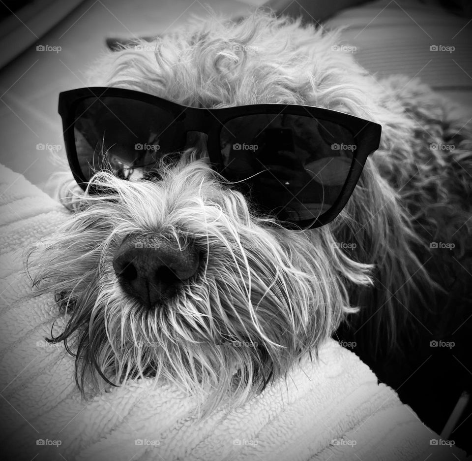 Black and white of Bogey, my sister in law’s dog, needs shades in the hot Texas sun ☀️