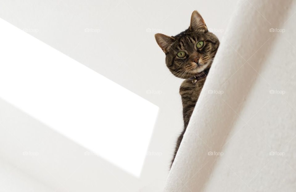 Cat looking down from above