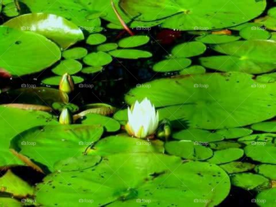 Ga Swamp lily pads,Flowers ready to bloom