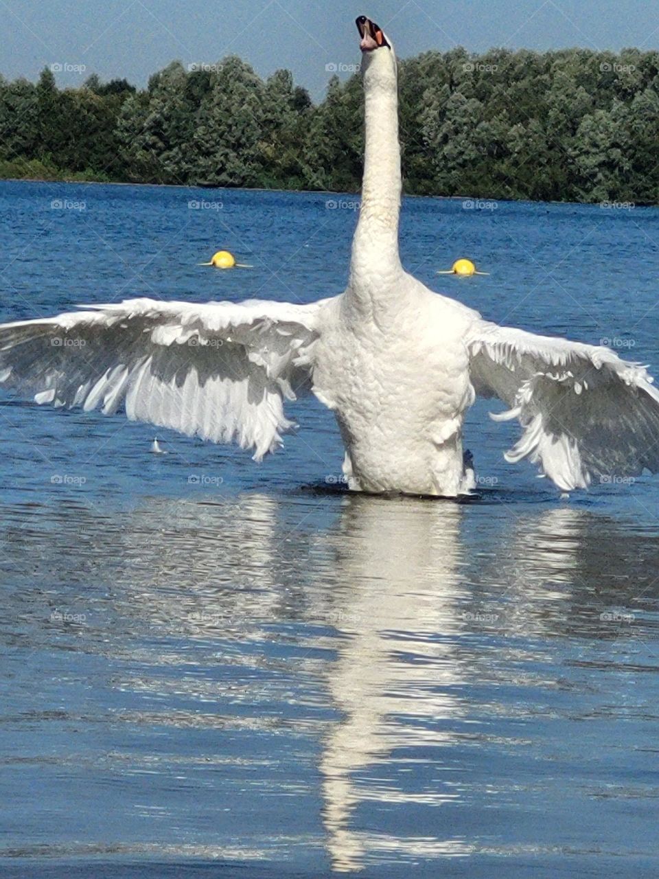 Angry swan